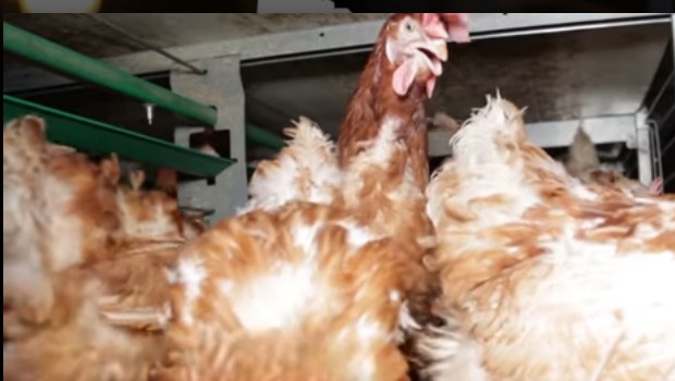 Vidéo choc Interdiction de tout élevage de poules