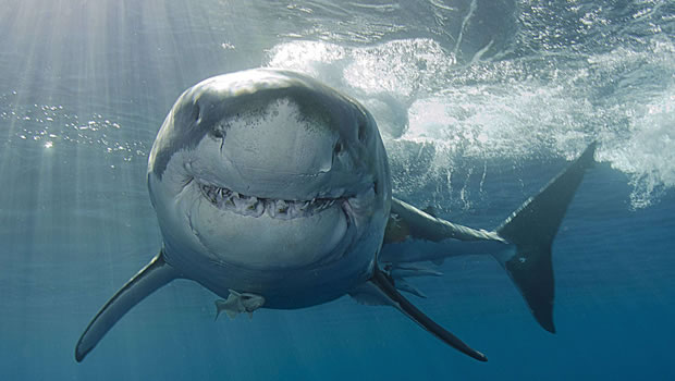 Mer méditerranée: La disparition du grand requin blanc
