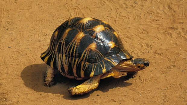 Madagascar: extinction massive des tortues endémiques