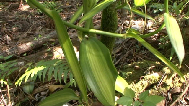 Replay Terres d’ici - Jeudi 17 mars 2016